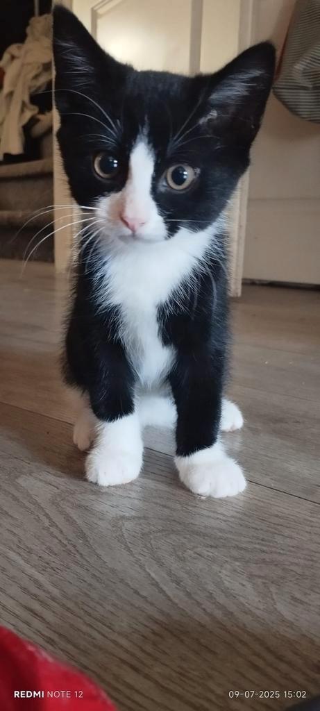 Super lieve half Perzische kittens, flesgevoed., Dieren en Toebehoren, Katten en Kittens | Overige Katten