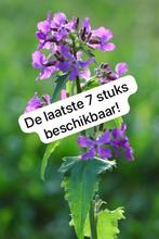 Eerste jaars stekken van Judaspenning, Lunaria annua, Ophalen, Lente, Overige soorten, Volle zon