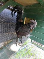 Ayam cemani haan gratis, Dieren en Toebehoren, Mannelijk, Kip