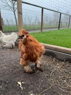 Mooie zijderhoender kriel haan!, Dieren en Toebehoren, Mannelijk, Kip