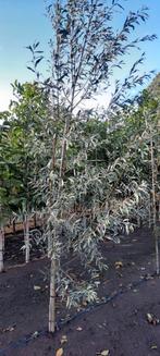Salix alba. Schietwilg, Tuin en Terras, Planten | Bomen, Ophalen, Volle zon, Overige soorten