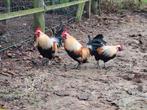 Drie zeer mooie jonge kriel hanen te koop, Mannelijk, Kip