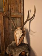 Hertengewei Edelhert schedel jachttrofee, Ophalen, Zo goed als nieuw, Hert, Schedel
