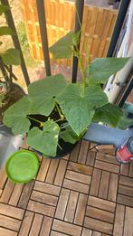 komkommer planten, Tuin en Terras, Planten | Tuinplanten, Ophalen, Zomer, Overige soorten, Volle zon