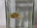 Betta man, Vis, Zoetwatervis