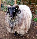 Geschoren vachten Heidschnucke, Meerdere dieren, Schaap