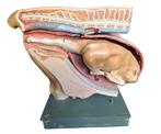 groot oud SOMSO anatomisch model koe met kalf Bekkenmodel, Antiek en Kunst, Curiosa en Brocante, Ophalen