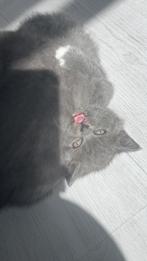 Britse korthaar kittens, Dieren en Toebehoren, Katten en Kittens | Overige Katten, Meerdere dieren, Kortharig