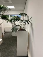 Kentiapalm in moderne hoge plantenbak., Tuin en Terras, Bloembakken en Plantenbakken, Ophalen, Kunststof, Gebruikt, Minder dan 60 cm