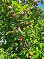 Fruitbomen te koop: appel Malus Domestica Elstar, Ophalen, Lente, In pot, Appelboom