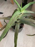 Aloe Vera, Ophalen, Overige soorten, Minder dan 100 cm