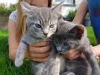 Twee super lieve kittens: Lilly en Luna, Poes, Ontwormd