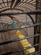 2 valkparkieten, Dieren en Toebehoren, Geslacht onbekend, Zangkanarie