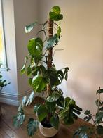 Monstera Variegata XXL, Huis en Inrichting, Kamerplanten, Ophalen, Overige soorten, Halfschaduw, 150 tot 200 cm