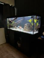 JUWEL Aquarium Rio (450L) + zwarte kast & veel accesoires, Dieren en Toebehoren, Vissen | Aquariumvissen, Zoetwatervis, Vis