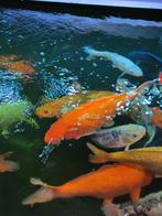 Diverse Koi's. Te koop, Dieren en Toebehoren, Karper of Koi