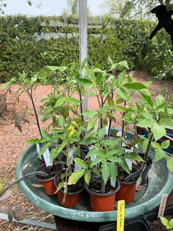 Verschillende soorten tomatenplanten / tomaten planten beschikbaar voor biedingen