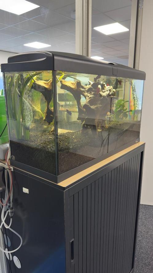 Aquarium 80L - compleet met vissen, OASE filters en overige, Dieren en Toebehoren, Vissen | Aquaria en Toebehoren, Zo goed als nieuw