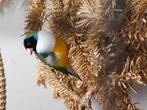 Gouldamedine man, Dieren en Toebehoren, Vogels | Overige Vogels, Mannelijk, Tropenvogel