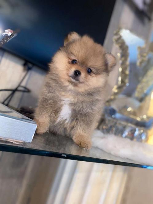 2 kleinblijveden pomperiaan broerjes, Dieren en Toebehoren, Honden | Chihuahua's en Gezelschapshonden, Reu, Overige rassen, Particulier