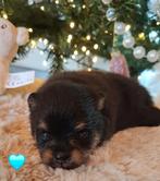 3 black and tan pomeranian/pomeriaan pups, Dieren en Toebehoren, Honden | Poolhonden, Keeshonden en Oertypen, Keeshond, 8 tot 15 weken