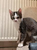 Kittens, Dieren en Toebehoren, Katten en Kittens | Overige Katten, Meerdere dieren, Kortharig, 0 tot 2 jaar