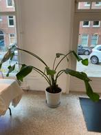 Strelitzia Nicolai Kamerplant, Ophalen, Overige soorten, Halfschaduw, In pot