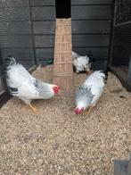 Wyandotte columbia hanen, Dieren en Toebehoren, Pluimvee, Mannelijk, Kip