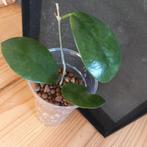 hoya australis lisa stek nr 94, Ophalen of Verzenden, Halfschaduw, Minder dan 100 cm