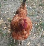 Kip kippen legkippen, Dieren en Toebehoren, Pluimvee, Vrouwelijk, Kip