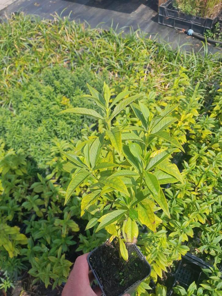 Phlox paniculata 'David' - Vlambloem - P9 Pot, Tuin en Terras, Planten | Tuinplanten, Vaste plant, Overige soorten, Volle zon