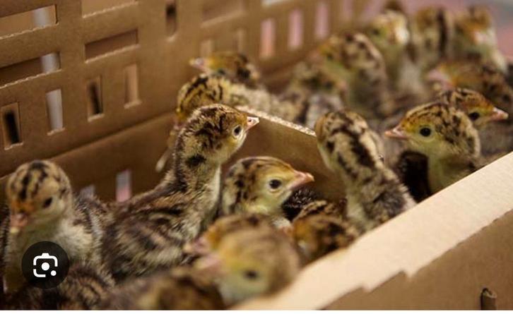 Brons kalkoen kuikens te koop, Dieren en Toebehoren, Pluimvee, Kalkoen, Meerdere dieren