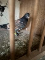 Mooie rubbela ras vrouwtje, Dieren en Toebehoren, Vogels | Duiven, Vrouwelijk, Kropper