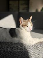 Dit is Buddy, Dieren en Toebehoren, Meerdere dieren, Gechipt, 6 jaar of ouder