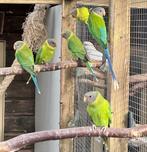 Pruimkop parkiet man, Dieren en Toebehoren, Meerdere dieren, Parkiet