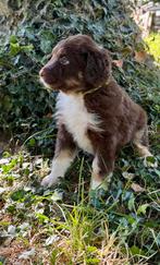 Supermooie Aussiedoodle/aussiedoodles pups, CDV (hondenziekte), 8 tot 15 weken, Groot, Meerdere