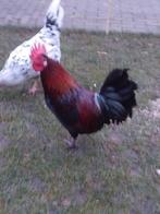 Mooie jonge haan., Mannelijk, Kip