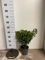 Portugese laurier c3 prunus lusitanica angustifolia, Ophalen of Verzenden, Laurier, Minder dan 100 cm