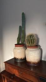 Cactussen cactus in pot, Ophalen, Minder dan 100 cm, In pot, Cactus