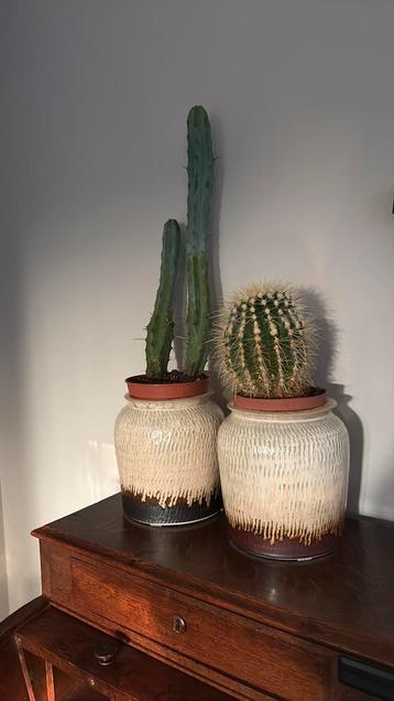 Cactussen cactus in pot beschikbaar voor biedingen