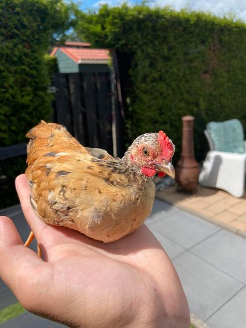 Serama haan split zijdeveer, Dieren en Toebehoren, Pluimvee, Kip, Mannelijk