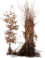 **GOEDKOOP** Fagus sylvatica, bladhoudende beukenhaag, Tuin en Terras, Planten | Struiken en Hagen, Ophalen of Verzenden, Beukenhaag