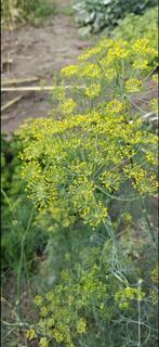 Biologisch Dille Zaad, Tuin en Terras, Ophalen of Verzenden, Gehele jaar, Volle zon, Zaad