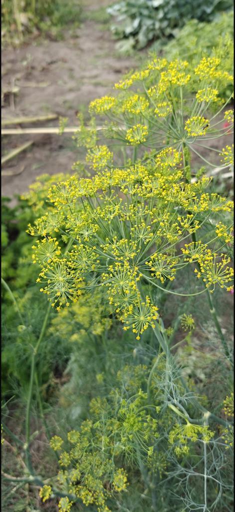 Biologisch Dille Zaad, Tuin en Terras, Bloembollen en Zaden, Zaad, Gehele jaar, Volle zon, Ophalen of Verzenden