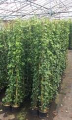 Hedera (klimop), Ophalen, Overige soorten, 100 tot 250 cm