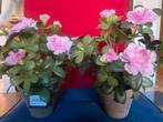 2 potten azaleas, Ophalen of Verzenden, Zo goed als nieuw, Binnen