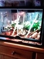 rouwgekko,s, Hagedis, Met terrarium, 0 tot 2 jaar