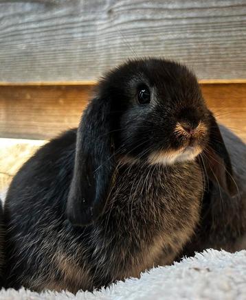 NHD konijnen otter kleur hangoor konijn beschikbaar voor biedingen
