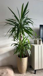 Yucca Elephantipes inclusief pot, Ophalen, Halfschaduw, In pot, Yucca