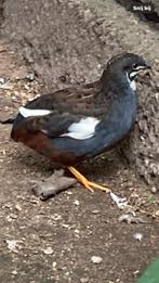 Bont Chinees dwergkwartel haantje, Dieren en Toebehoren, Mannelijk, Tropenvogel, Geringd